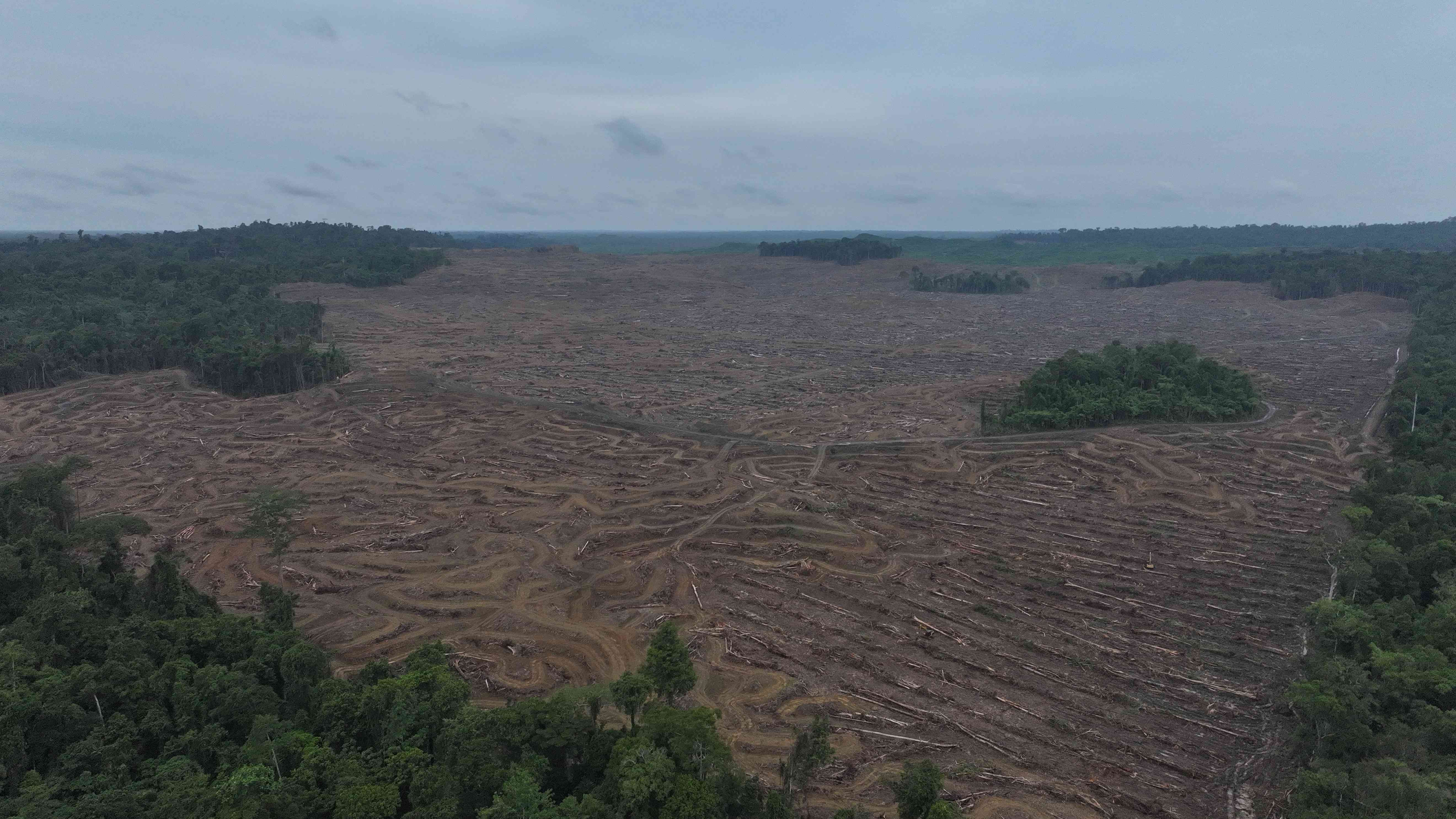 Simulasi Deforestasi